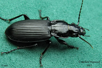 Woodland Ground Beetle - Pterostichus melanarius 1 m11