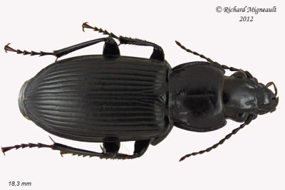 Woodland Ground Beetle - Pterostichus melanarius 4 m12