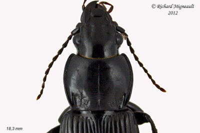 Woodland Ground Beetle - Pterostichus melanarius 5 m12