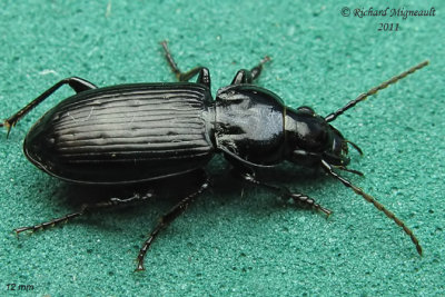 Woodland Ground Beetle - Pterostichus sp2 1 m11
