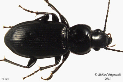 Woodland Ground Beetle - Pterostichus sp2 2 m11