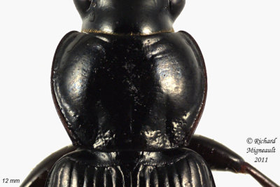 Woodland Ground Beetle - Pterostichus sp2 3 m11