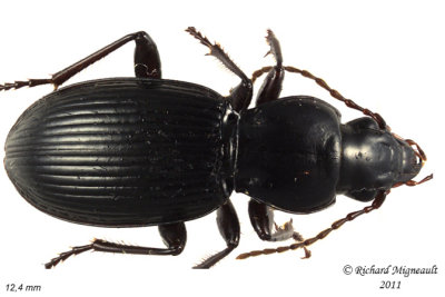 Woodland Ground Beetle - Pterostichus tristis 1 m11