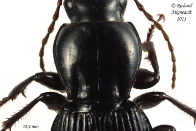 Woodland Ground Beetle - Pterostichus tristis 2 m11