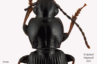 Woodland Ground beetle - Pterostichus luctuosus 2 m12