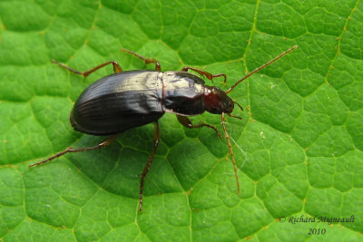 Ground Beetle - Calathus ingratus 1m10