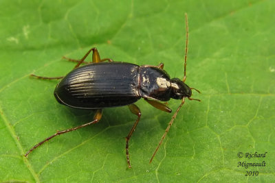 Ground Beetle - Calathus ingratus 2m10