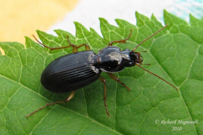 Ground beetle - Synuchus impunctatus 1 m10