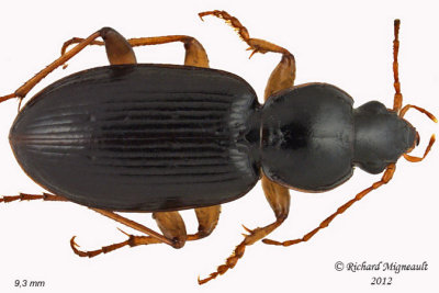 Ground beetle - Synuchus impunctatus 1 m12
