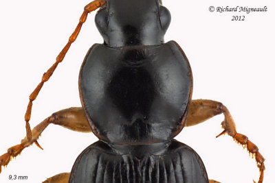 Ground beetle - Synuchus impunctatus 2 m12