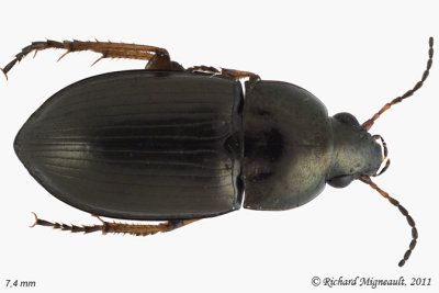 Ground beetle - Amara littoralis 1 m11