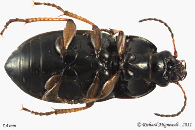 Ground beetle - Amara littoralis 2 m11