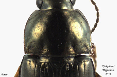 Ground beetle - Amara littoralis 3 m11