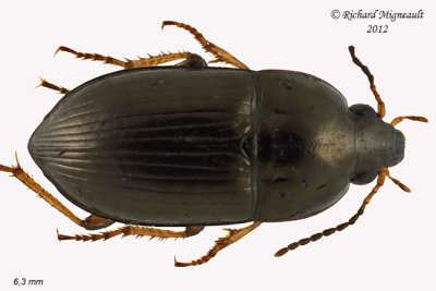 Ground beetle - Amara sp3 1 m12
