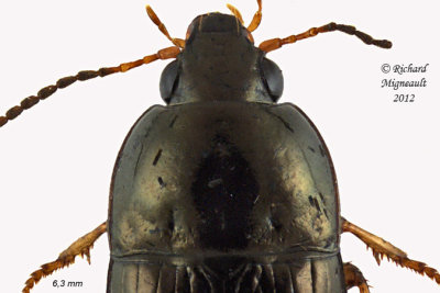 Ground beetle - Amara sp3 2 m12