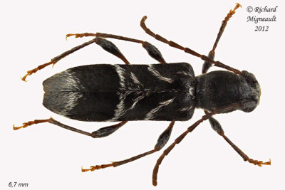 Longhorn beetle - Microclytus compressicollis m12