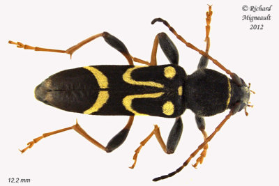 Longhorned Beetle - Clytus ruricola m12