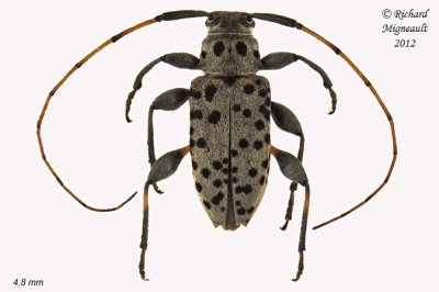 Longhorned Beetle - Hyperplatys aspersa m12
