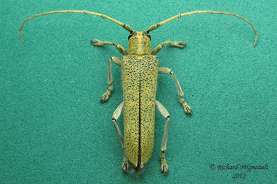 Longhorned Beetle - Saperda calcarata m12