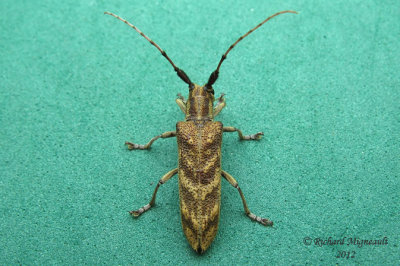 Longhorned Beetle - Saperda obliqua m12