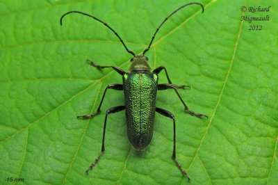 Longhorned Beetle - Anthophylax viridis m12