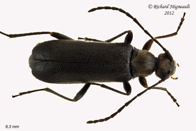 Longhorned Beetle - Grammoptera haematites 1 m12