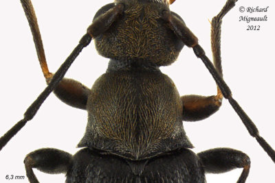 Longhorned Beetle - Grammoptera haematites 3 m12