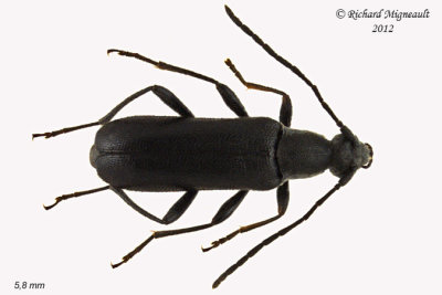 Longhorned Beetle - Grammoptera subargentata 1 m12