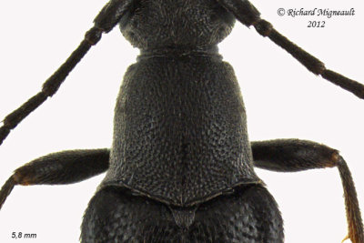 Longhorned Beetle - Grammoptera subargentata 3 m12