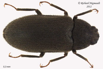 Long-toed Water Beetle - Dryops viennensis 1 m12