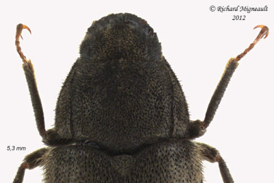 Long-toed Water Beetle - Dryops viennensis 2 m12