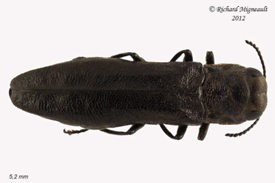 Metallic Wood-boring Beetle - Agrilus sp1 1 m12