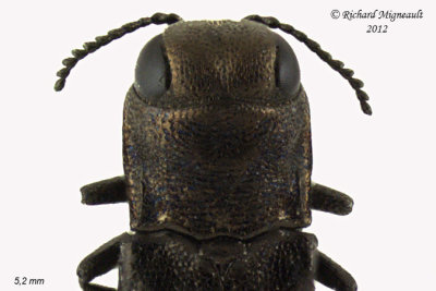 Metallic Wood-boring Beetle - Agrilus sp1 2 m12