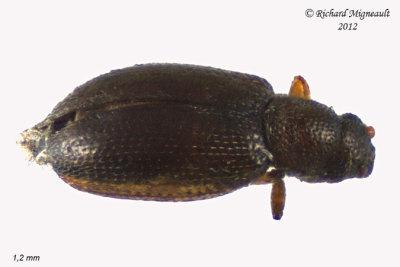 Minute Brown Scavenger Beetle - Cortinicara gibbosa 1 m12