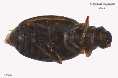 Minute Brown Scavenger Beetle - Cortinicara gibbosa 2 m12