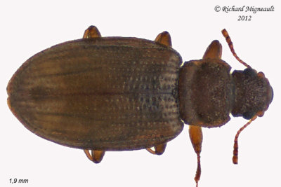 Minute Brown Scavenger Beetle - Enicmus fictus 1 m12