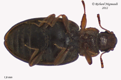 Minute Brown Scavenger Beetle - Enicmus fictus 2 m12