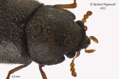 Minute Tree-fungus Beetle - Cis sp1 2 m12