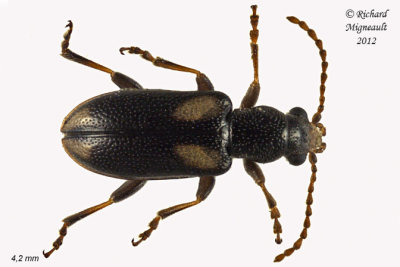 Ravenous Leaf Beetle - Orsodacne atra m12 1 1