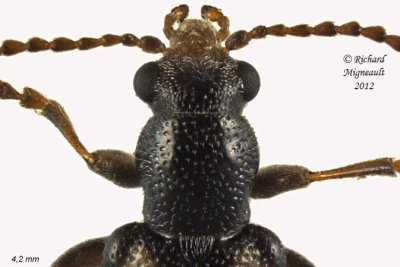 Ravenous Leaf Beetle - Orsodacne atra m12 1 2