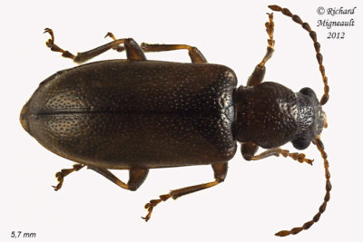 Ravenous Leaf Beetle - Orsodacne atra m12 4 1