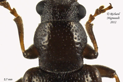 Ravenous Leaf Beetle - Orsodacne atra m12 4 2