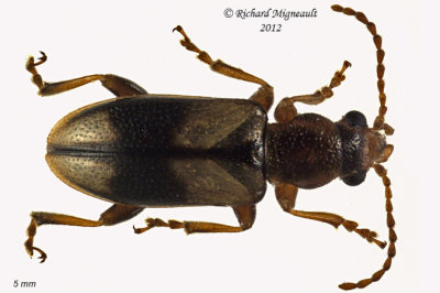 Ravenous Leaf Beetle - Orsodacne atra m12 5 1