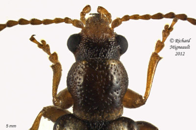 Ravenous Leaf Beetle - Orsodacne atra m12 5 2