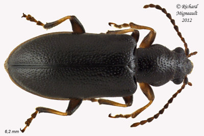 Ravenous Leaf Beetle - Orsodacne atra m12 6 1