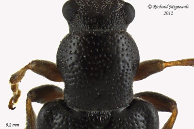 Ravenous Leaf Beetle - Orsodacne atra m12 6 2