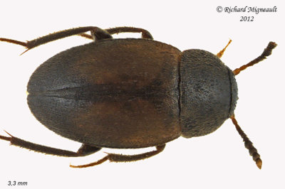 Round Fungus Beetle - Catops simplex 1 m12