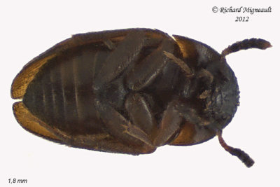 Round Fungus Beetle - Nemadus sp1 2 m12