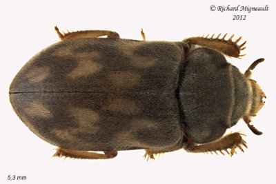 Variegated Mud-loving Beetle - Heterocerus parrotus m12