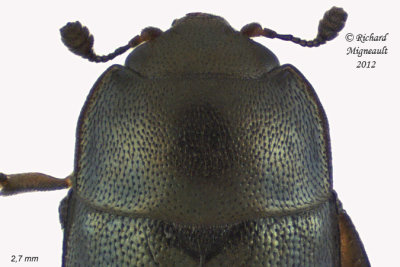 Sap-feeding Beetle - Brassicogethes simplipes 2 m12